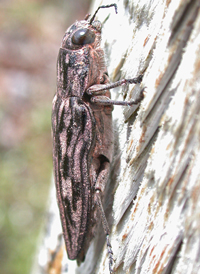Sculptured Pine Borer